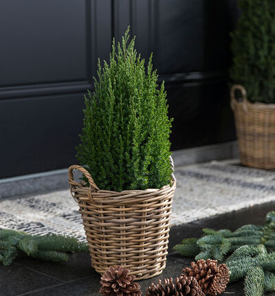 Einer busk Einer busk